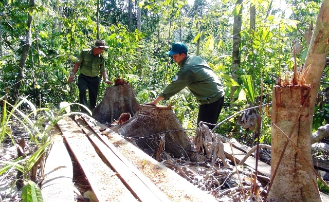 Nạn phá rừng trầm trọng tại nước ta