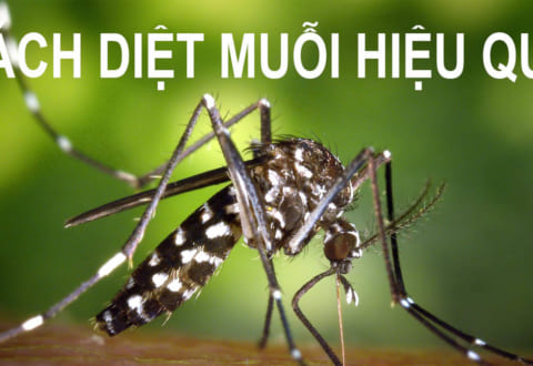 Cách đuổi muỗi hiệu quả vừa an toàn mà bảo vệ sức khỏe